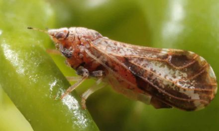 Pesquisa propõe controle regional do inseto-vetor para melhorar combate ao HLB dos citros