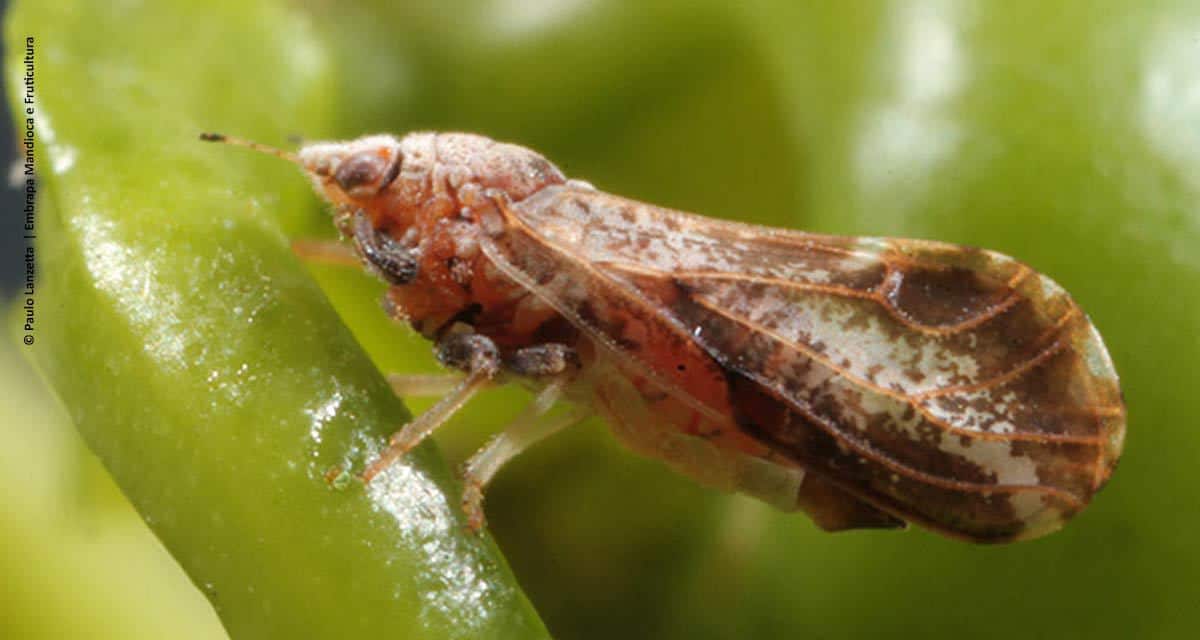 Pesquisa propõe controle regional do inseto-vetor para melhorar combate ao HLB dos citros
