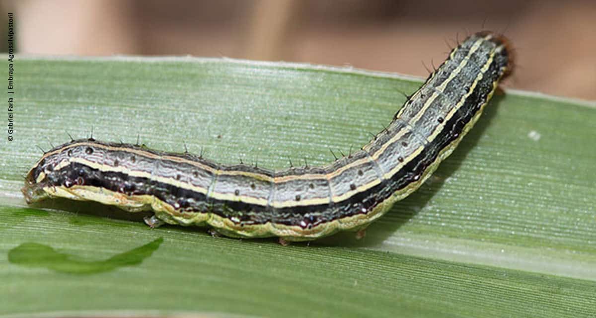 Monitoramento procura antever problemas de resistência em lavouras de Mato Grosso