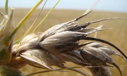 Cientistas do Brasil e dos EUA criam aplicativo para monitoramento mundial de doença do trigo