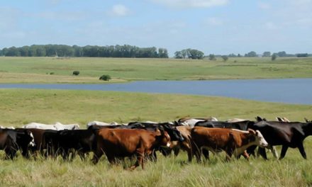 Animais criados livres no Pampa fornecem carne mais saudável