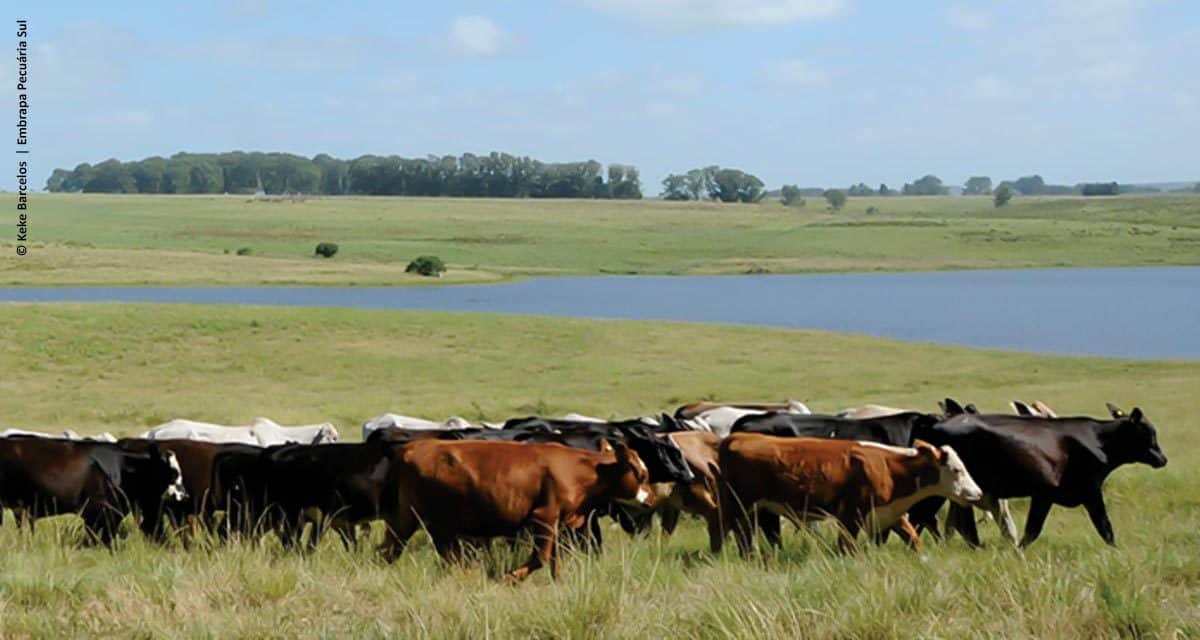 Animais criados livres no Pampa fornecem carne mais saudável