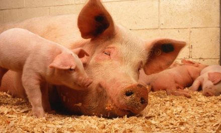 Inovações tecnológicas para suinocultura na Pork Expo