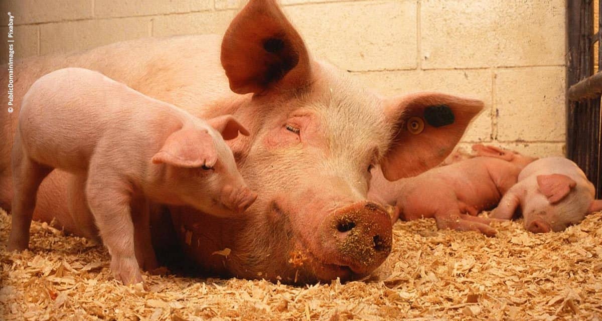 Inovações tecnológicas para suinocultura na Pork Expo