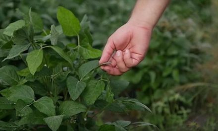 Fertilizantes que aumentam produtividade e melhoram qualidade do solo