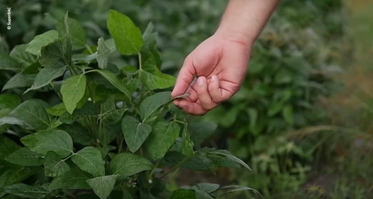 Fertilizantes que aumentam produtividade e melhoram qualidade do solo