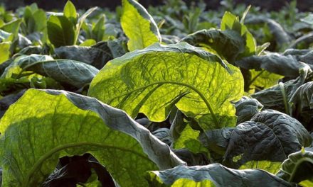 Comissão da Agricultura debate restrições ao setor produtivo do tabaco em Santa Cruz do Sul