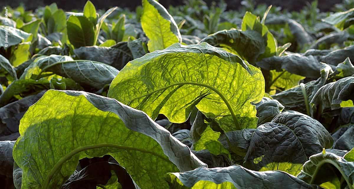 Comissão da Agricultura debate restrições ao setor produtivo do tabaco em Santa Cruz do Sul