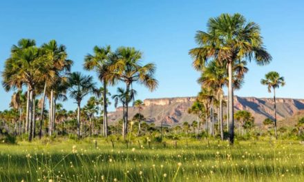 MATOPIBA: cartilha orienta sobre regularização ambiental de propriedades rurais