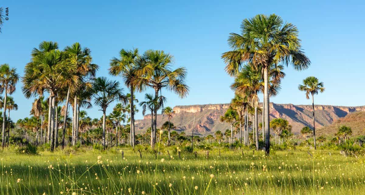 MATOPIBA: cartilha orienta sobre regularização ambiental de propriedades rurais