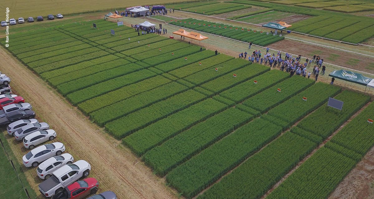 Novas cultivares fortalecem a qualidade dos trigos gaúchos e catarinenses