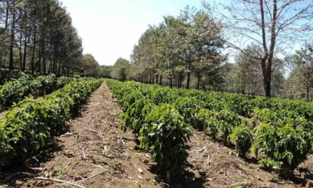 Cafeicultura: ação eficiente contra o desenvolvimento do ácaro