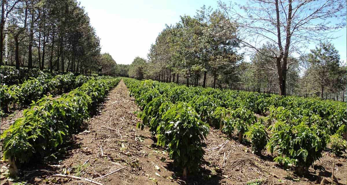 Cafeicultura: ação eficiente contra o desenvolvimento do ácaro