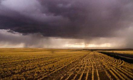 El Niño altera dinâmica de pragas e doenças  e exige atenção de agricultores