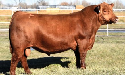 GENEX lidera ranking de registros no Red Angus