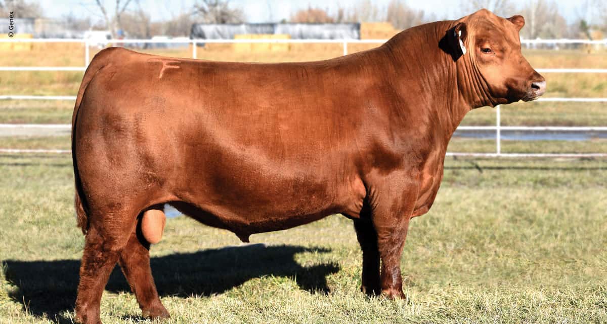 GENEX lidera ranking de registros no Red Angus