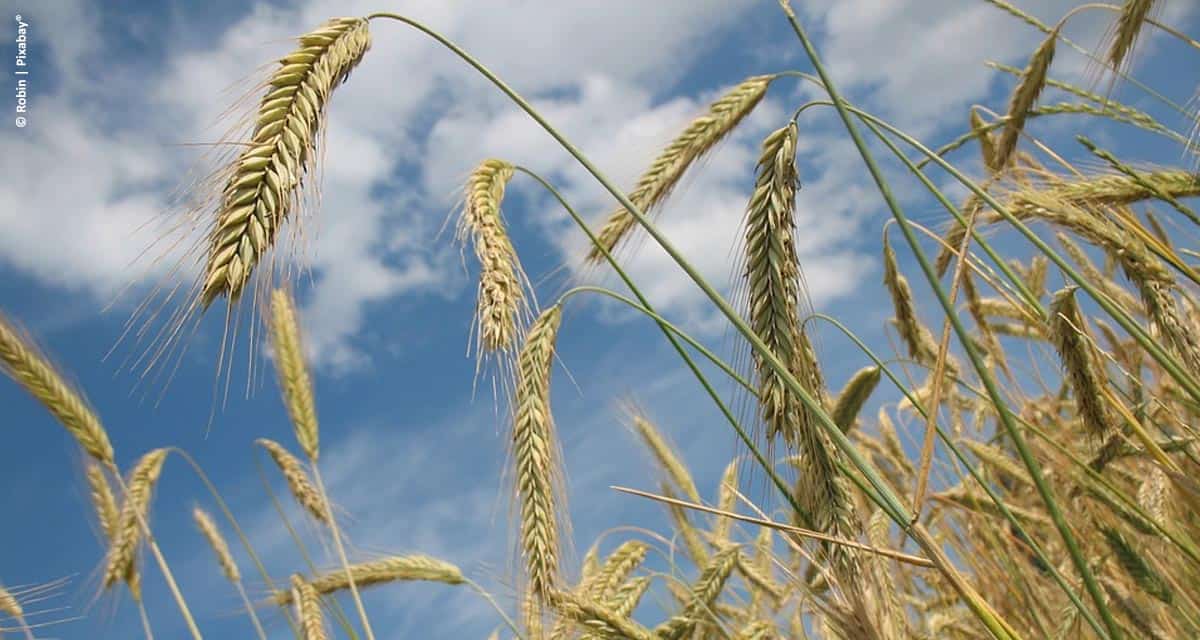 IHARA apresenta tecnologias para a proteção do cultivo de trigo no Winter Show 2018