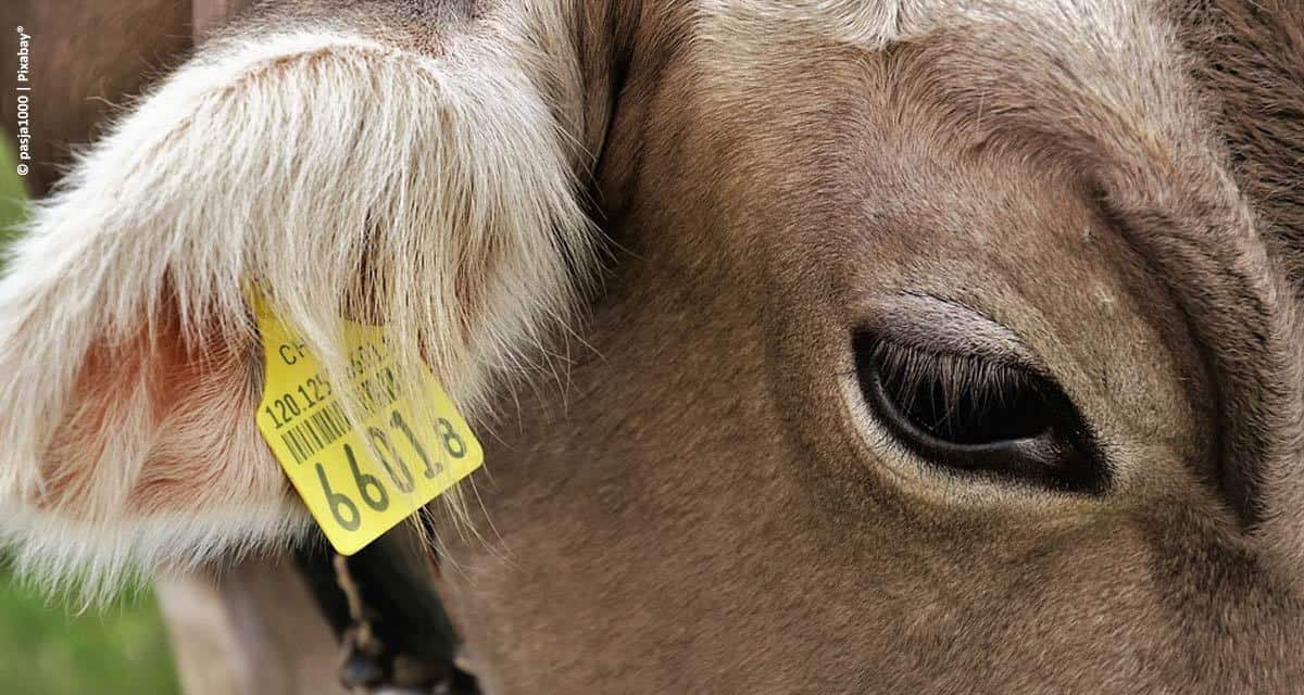 USDA revela metas para rastreabilidade de doenças animais