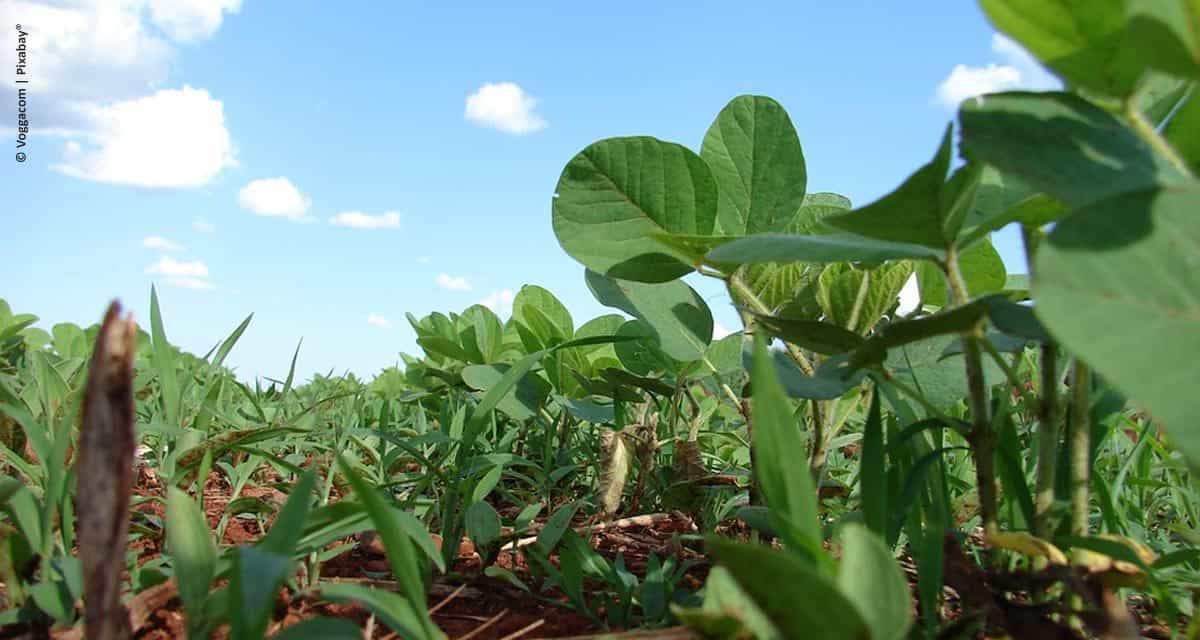 ABIOVE apresenta desenvolvimento da produção sustentável de soja brasileira na Europa