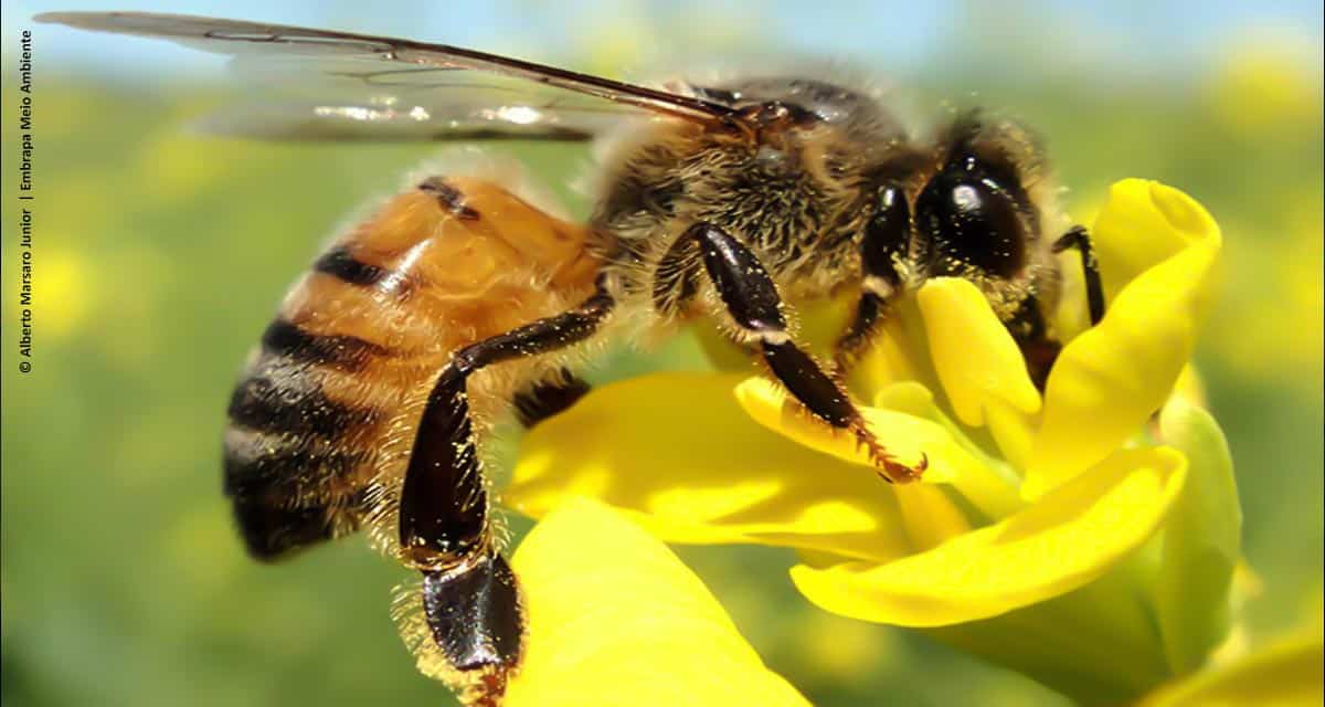 Própolis de abelhas-europeias inibe fungo que ataca milho, citros e tomate