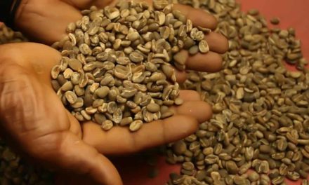 Brasil bate recorde mensal e exporta 3,74 milhões de sacas de café em outubro