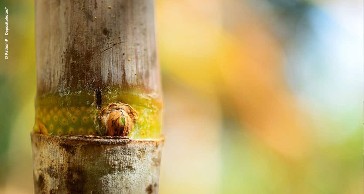 Maturadores da cana podem ajudar a aumentar lucro dos produtores