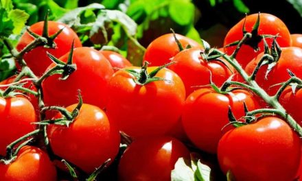 Uso do Lithothamnium no cultivo do tomate traz benefícios ao produtor e à indústria