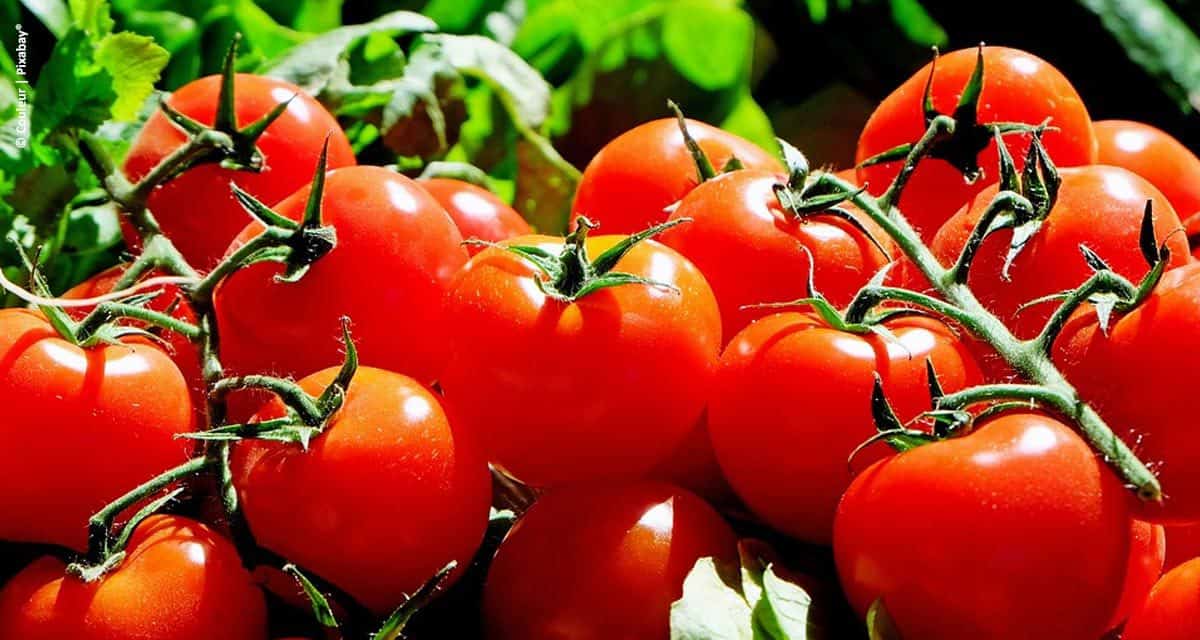 Uso do Lithothamnium no cultivo do tomate traz benefícios ao produtor e à indústria