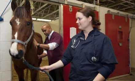 Da clínica ao campo, Homeopatia Veterinária é especialidade em ascensão