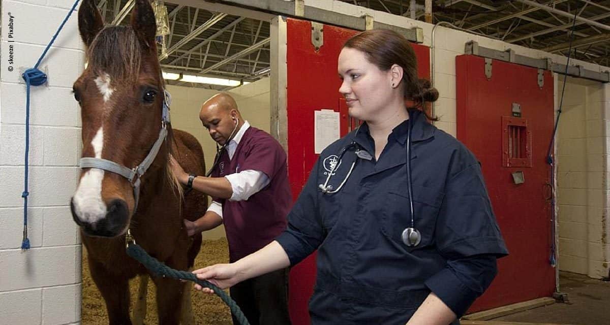 Da clínica ao campo, Homeopatia Veterinária é especialidade em ascensão