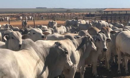 Investimento em genética bovina mostra resultados a campo