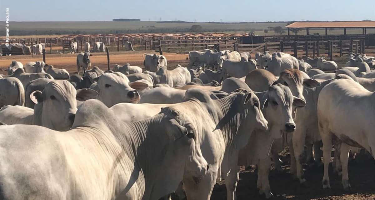 Investimento em genética bovina mostra resultados a campo