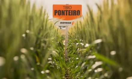 BelaSafra: novas cultivares permitem escalonar o cultivo do trigo com mais segurança