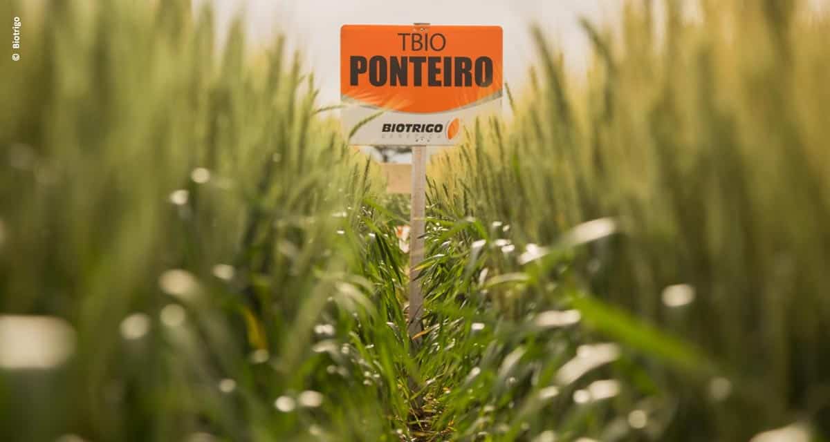 BelaSafra: novas cultivares permitem escalonar o cultivo do trigo com mais segurança