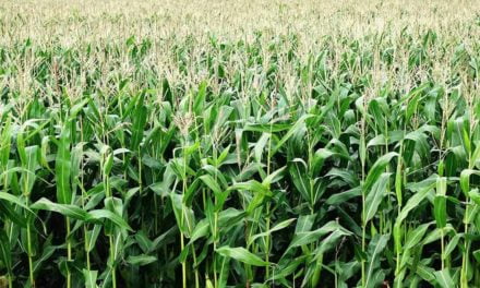 Estudos de campo e pesquisas atestam a eficácia do Algen à base da alga Lithothamnium para aumentar a rentabilidade do cultivo do milho