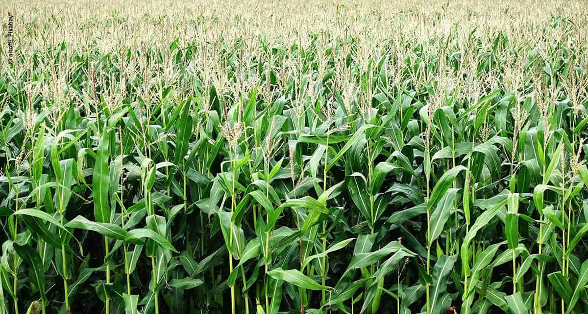 Estudos de campo e pesquisas atestam a eficácia do Algen à base da alga Lithothamnium para aumentar a rentabilidade do cultivo do milho