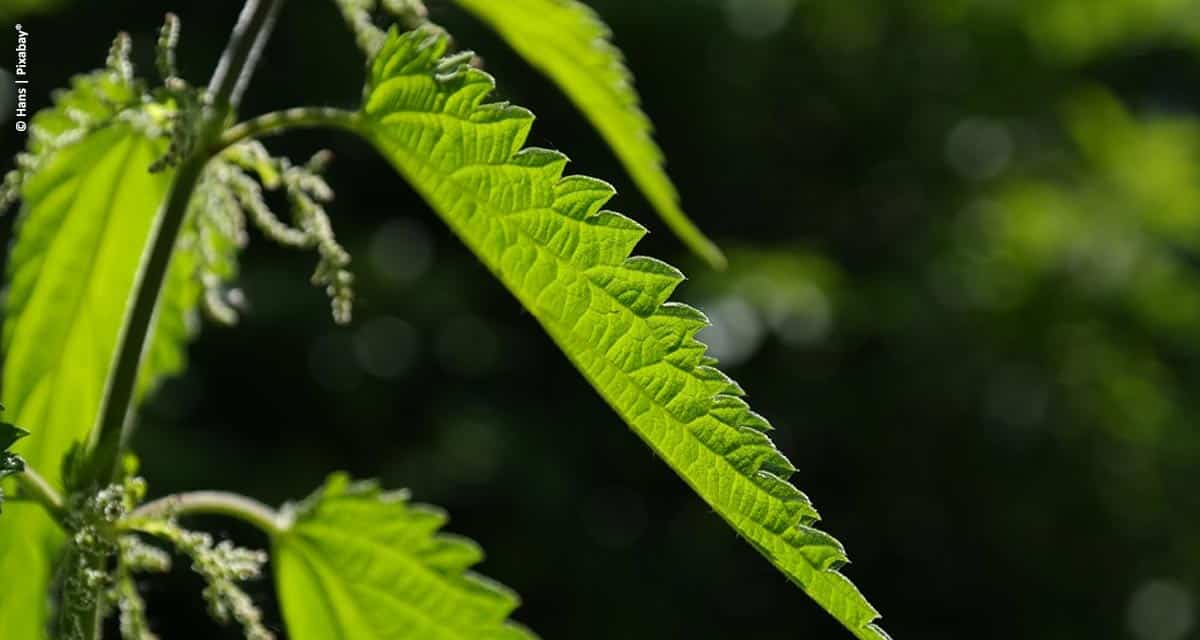 IHARA leva inovação para o manejo de pragas, doenças e plantas daninhas no Campo Demonstrativo Alfa 2019