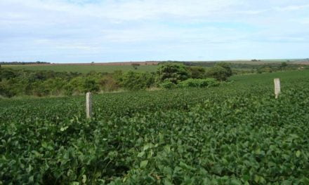 Paraná: Dia de Campo Verão 2019