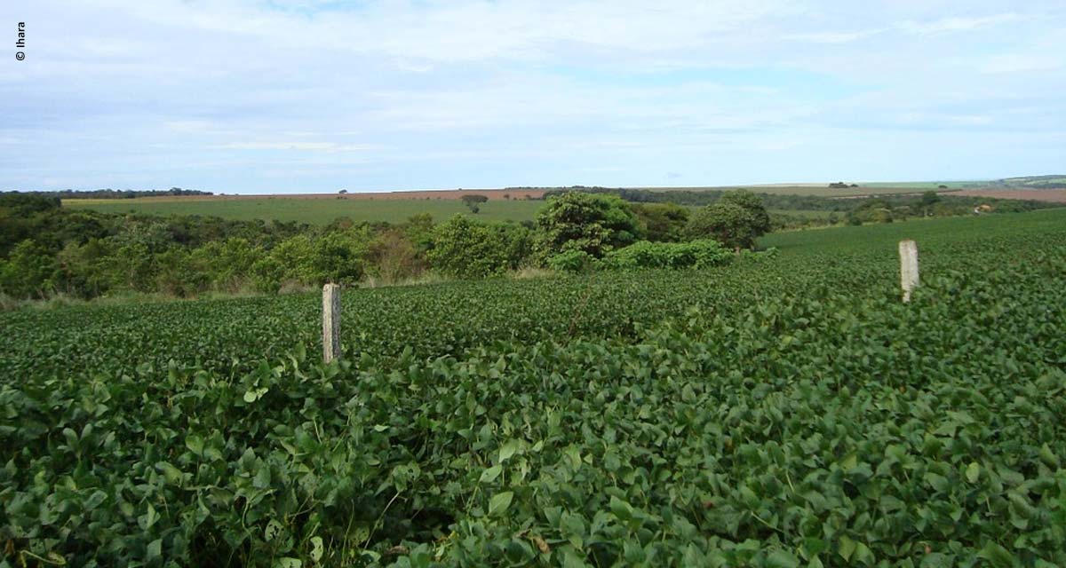 Paraná: Dia de Campo Verão 2019