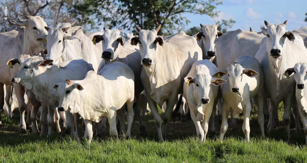 Produtor investe em identificação animal e aponta que é vital para o trabalho de melhoramento genético