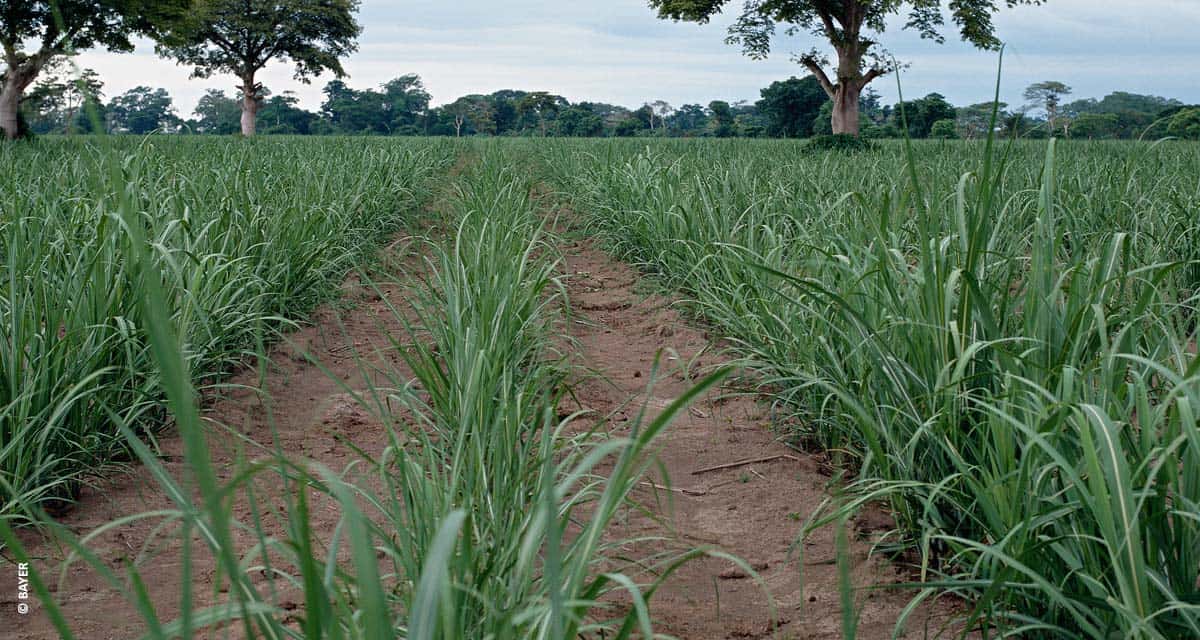 Provence Total, novo herbicida da Bayer, chega para revolucionar o mercado canavieiro