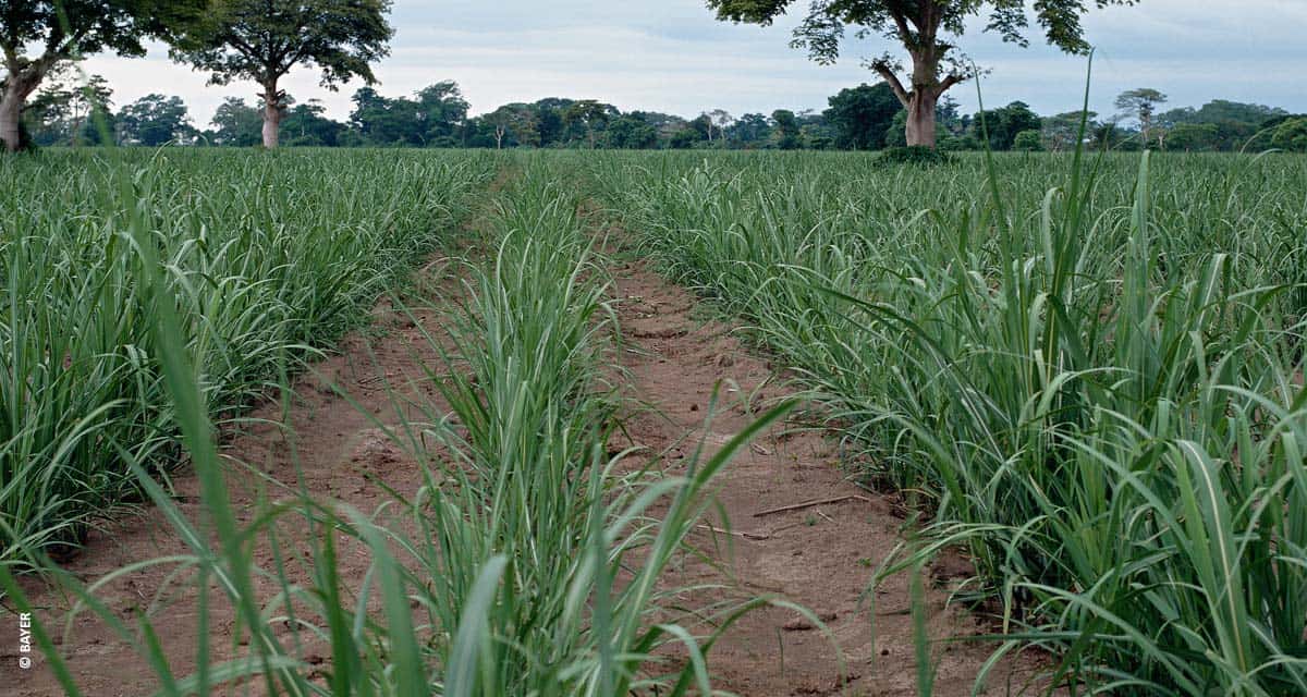 Provence Total, novo herbicida da Bayer, chega para revolucionar o mercado canavieiro