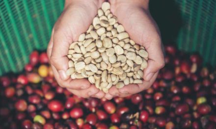 Em fevereiro, exportação de café bate novo recorde mensal em relação aos anos anteriores