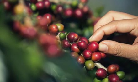 Gestão eficiente faz cafeicultura avançar