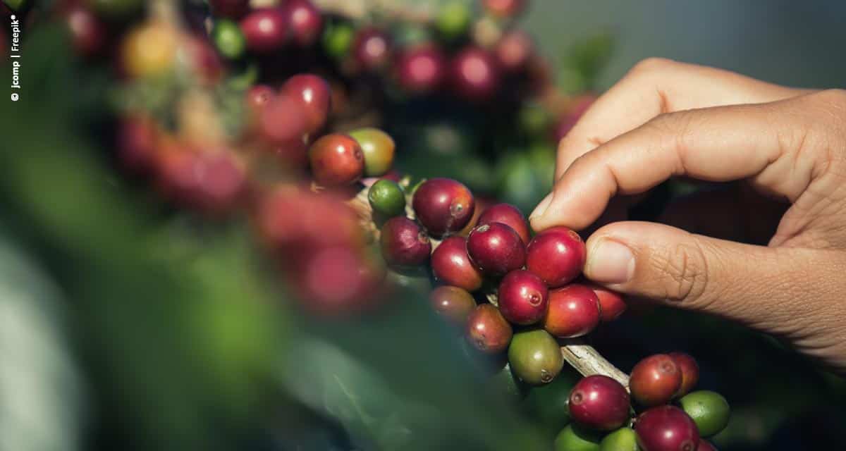 Gestão eficiente faz cafeicultura avançar