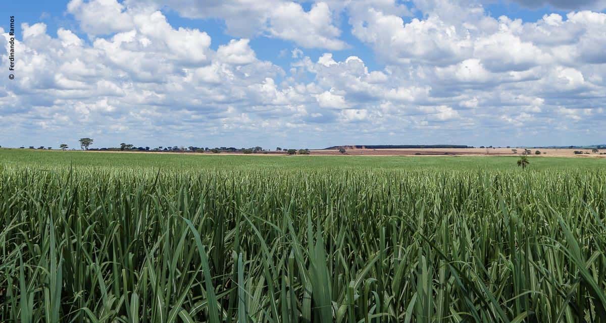 Evento reúne lideranças do setor sucroenergético para discutir o futuro do biocombustível no Brasil