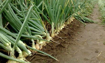Topseed Premium lança dois cultivares de cebolas híbridas durante o SENACE