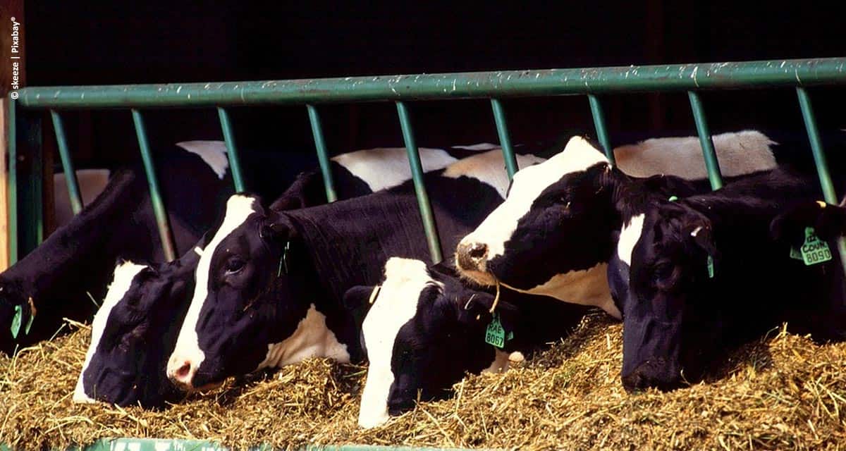 Ourofino Saúde Animal participa do Encontro de Confinamento e de Recriadores