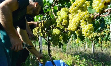 Safra 2019: Cooperativa Vinícola Garibaldi ultrapassa os 24 milhões de quilos de uvas recebidos