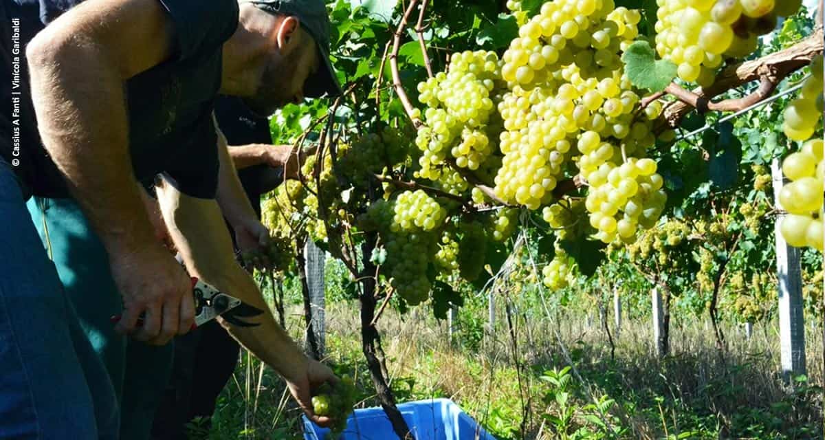 Safra 2019: Cooperativa Vinícola Garibaldi ultrapassa os 24 milhões de quilos de uvas recebidos